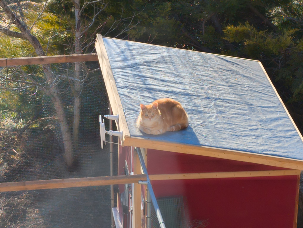 (a neighbour's friendly cat)