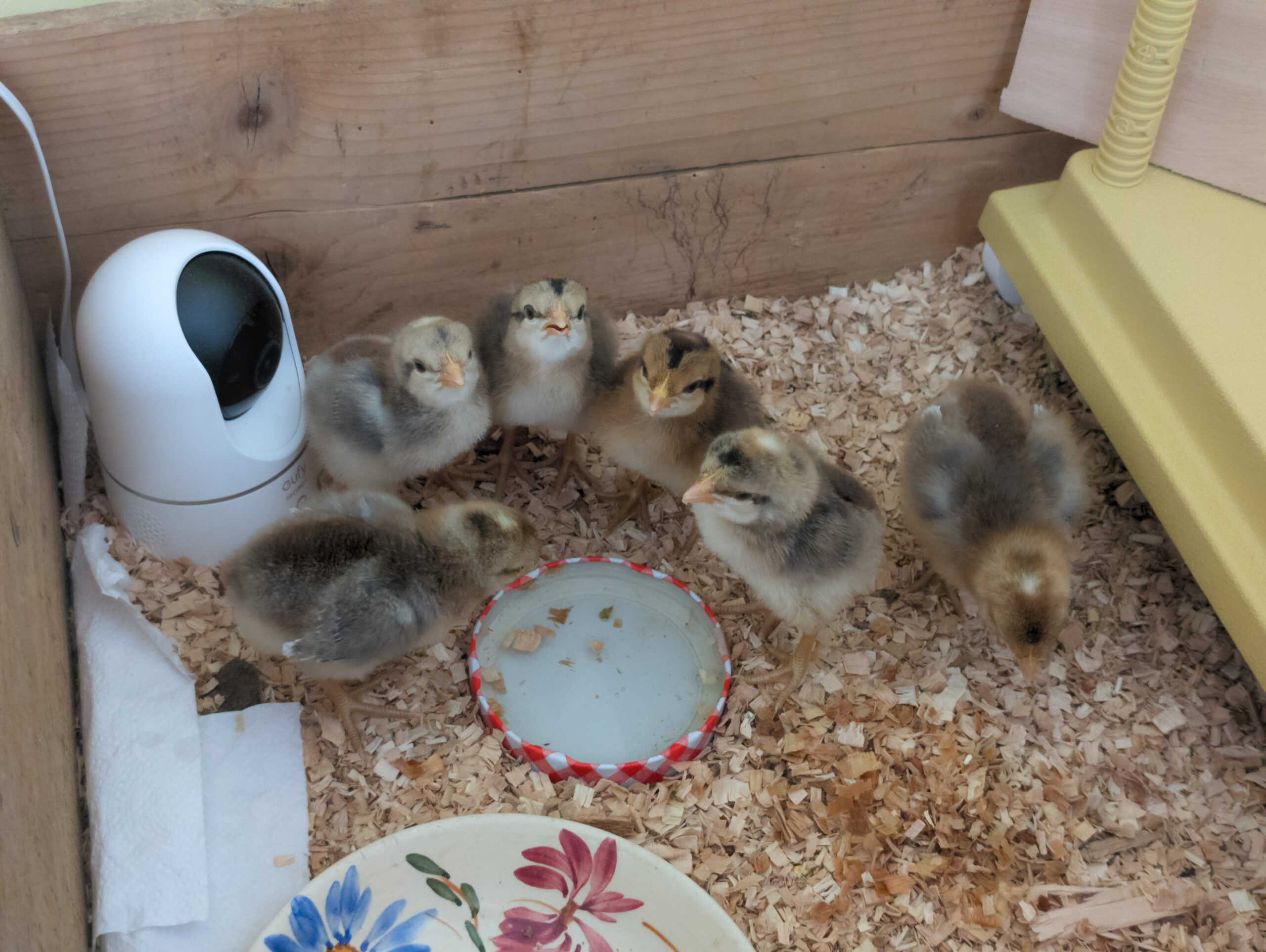 Featured image for “Chick chick hooray!”